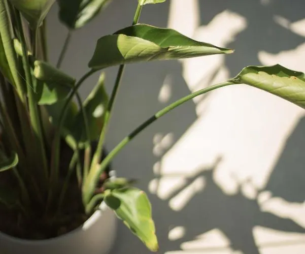 Laresidenza Istria * 波雷奇